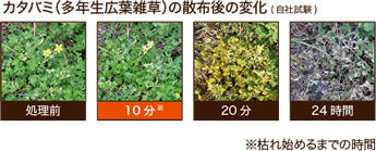 みんなにやさしい除草剤　おうちの草コロリ