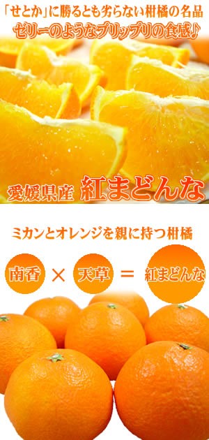 お歳暮 愛媛県産 紅まどんな １０〜１２玉入り 中トロ柑橘と