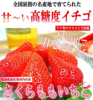 徳島県佐那河内村産 さくらももいちご 12粒入り ももいちごの