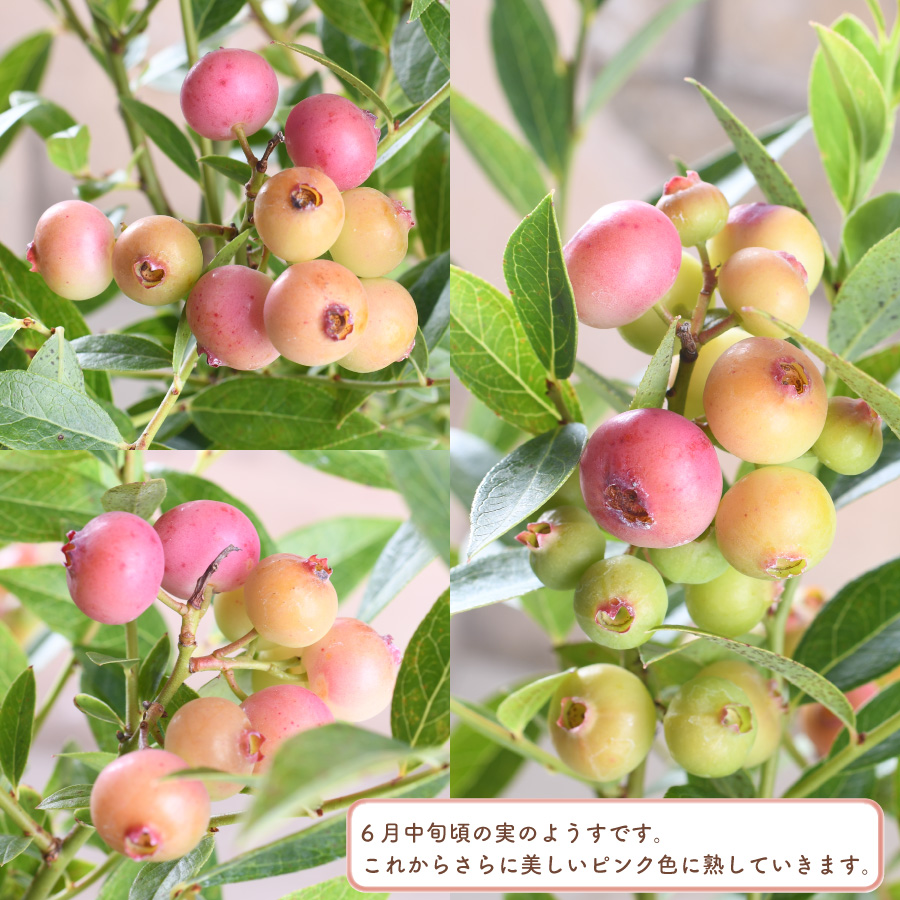 来期結実見込み株 大株 ブルーベリー ピンクレモネード 苗木 5号 来期結実見込み株 大株 ブルーベリー ピンクレモネード 苗木 5号