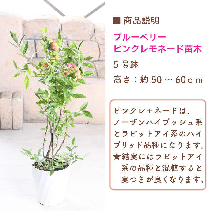 来期結実見込み株 大株 ブルーベリー ピンクレモネード 苗木 5号