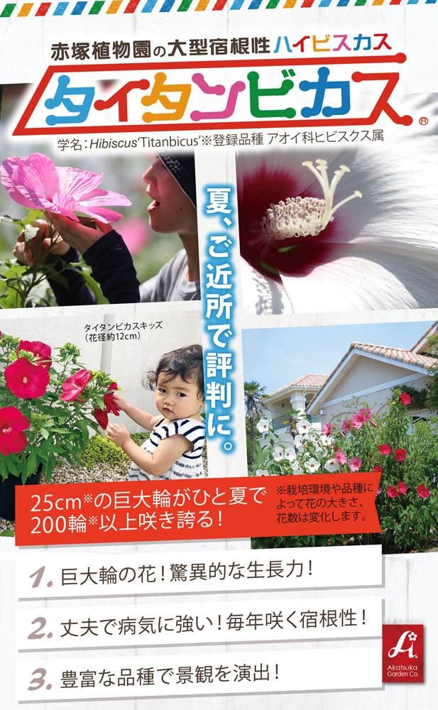タイタンビカス ハイビスカス 大輪 宿根草