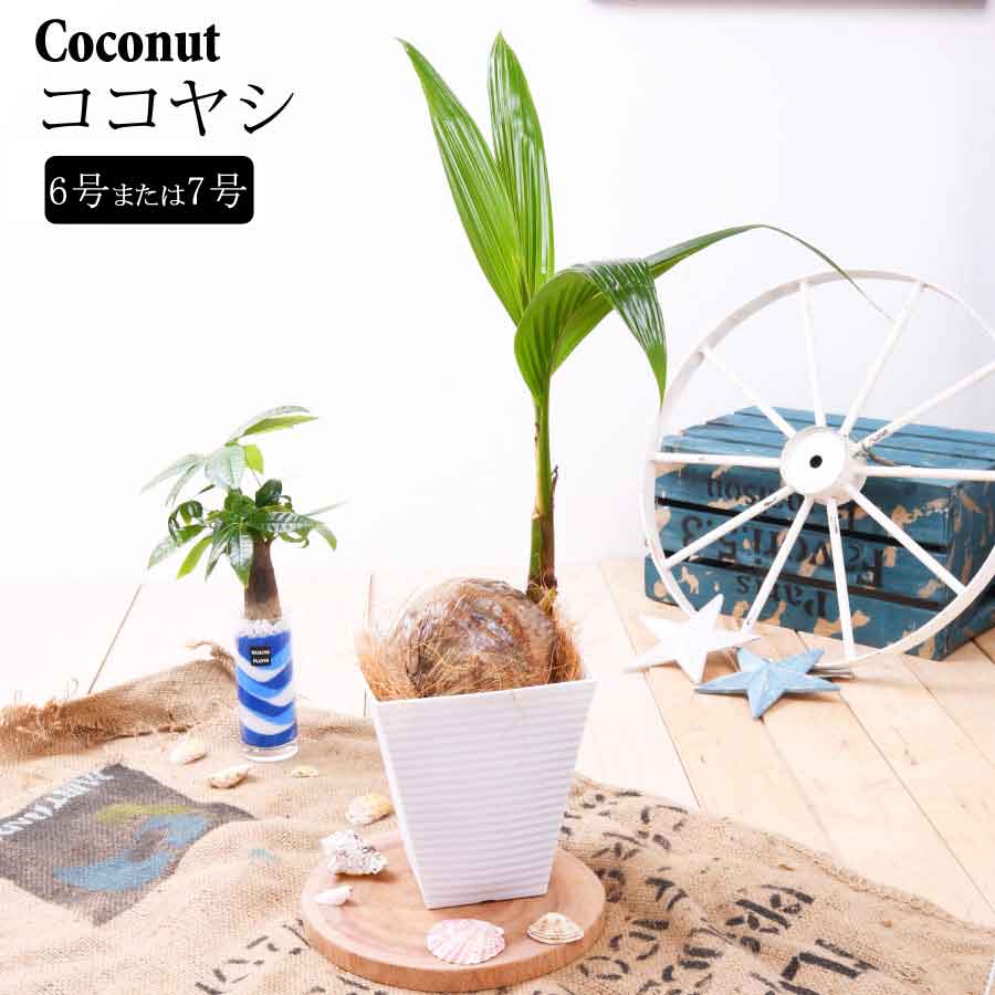 観葉植物 おしゃれ ヤシの木 ココヤシ 鉢植え オフィス 自宅 ベランダ 店舗 ギフト プレゼント 送料無料 ココナッツ ヤシの木 椰子の木