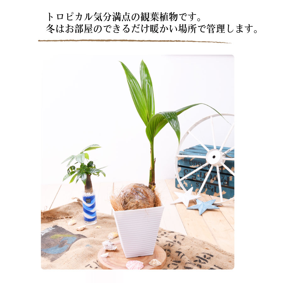 08nae06-0042-2.jpg