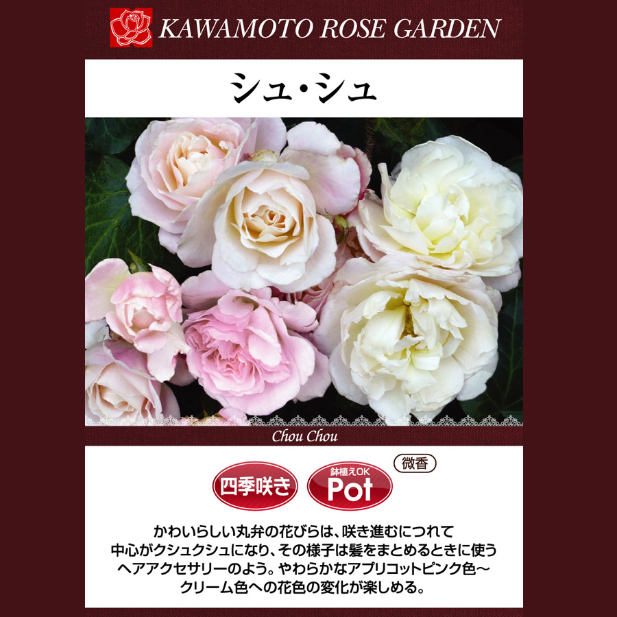 吉本花城園 特選 バラ苗 シュシュ 河本バラ園 四季咲き ピンクホワイト
