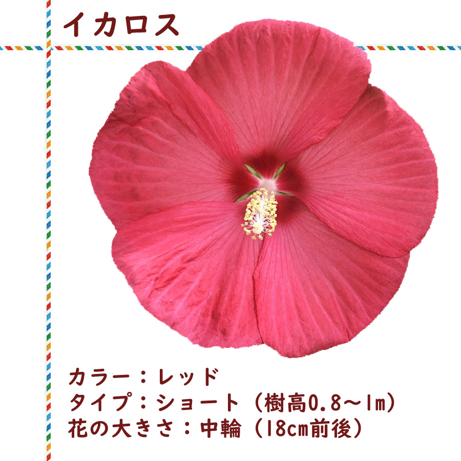 宿根性 ハイビスカス 苗 巨大 大輪 タイタンビカス 3.5号ポット