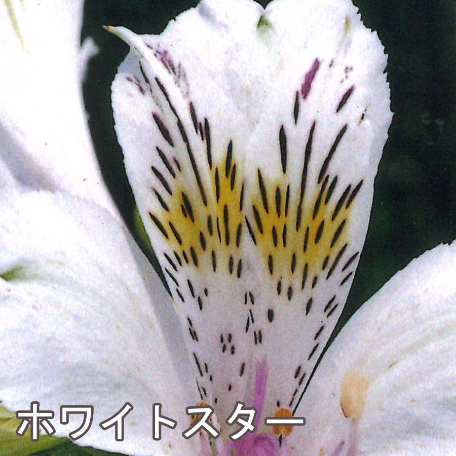 吉本花城園 選べる10品種!宿根草 アルストロメリア 吉本花城園 選べる10品種!宿根草 アルストロメリア