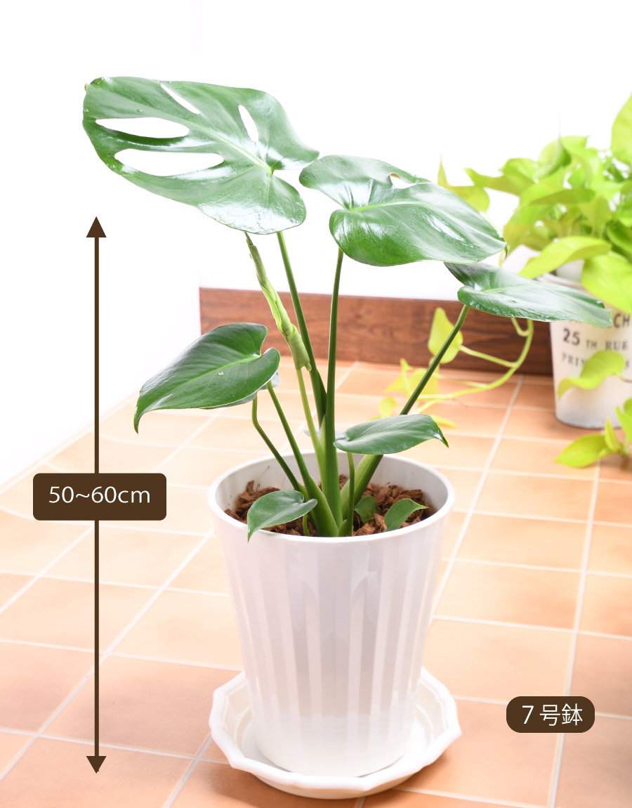 観葉植物 モンステラ 鉢植え 7号鉢 高さ50〜60cm 受け皿セット ギフトやプレゼントにも 鉢色選べる : 11green05-001 :  FleurTown吉本花城園 - 通販 - Yahoo!ショッピング