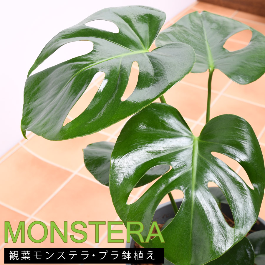 吉本花城園 観葉植物 モンステラ 鉢植え 7号鉢 高さ50〜60cm