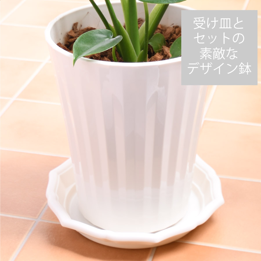 観葉植物 モンステラ 鉢植え 7号鉢 高さ50〜60cm 受け皿セット ギフトやプレゼントにも 鉢色選べる