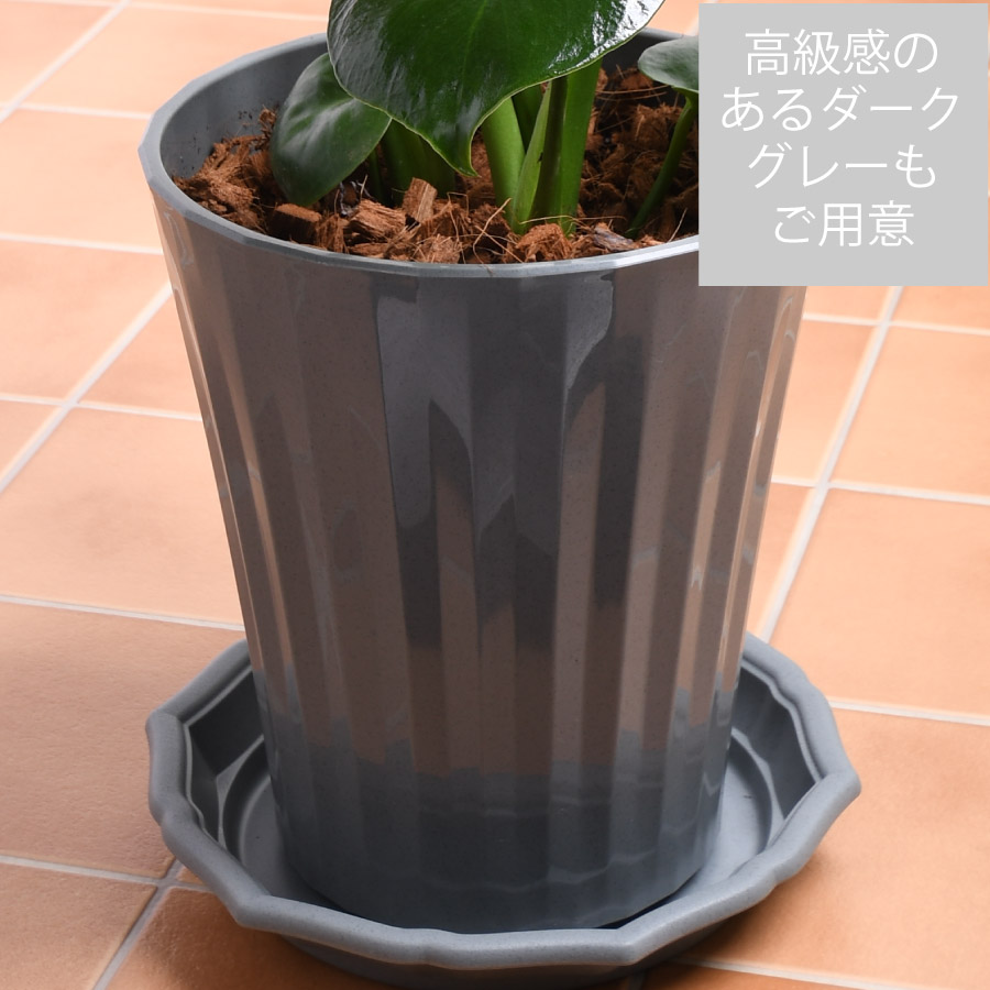 モンステラ ハッシー様専用⑬ モンステラ 7号 最高等級極上品‼️ラッピング