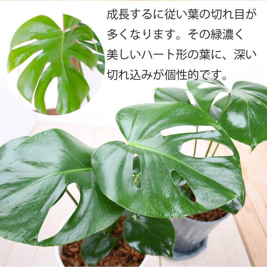 吉本花城園 観葉植物 モンステラ 鉢植え 7号鉢 高さ50〜60cm