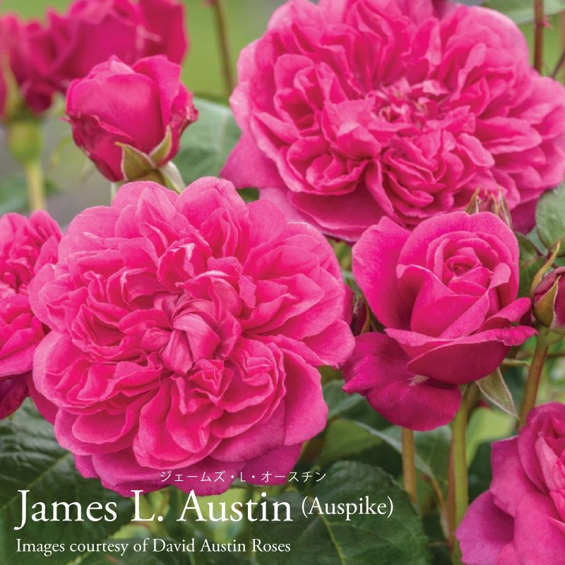 吉本花城園 バラ苗 イングリッシュローズ大苗 ジェームズ・L