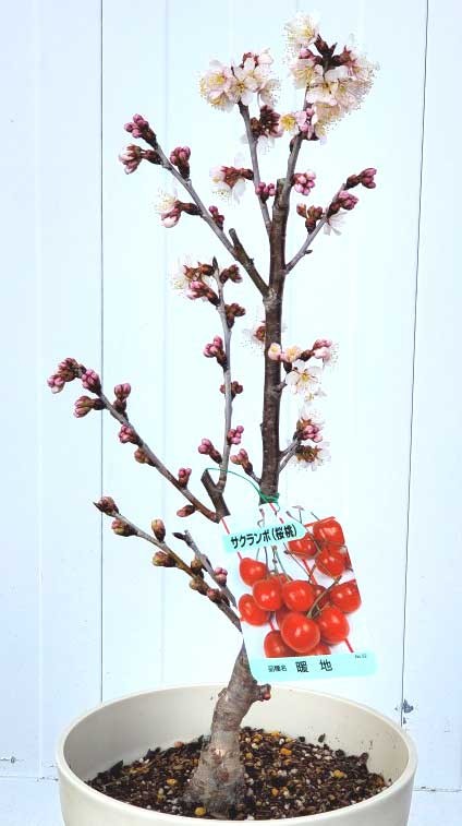 吉本花城園 実付 見込み品 暖地サクランボの木 鉢植え 5号鉢