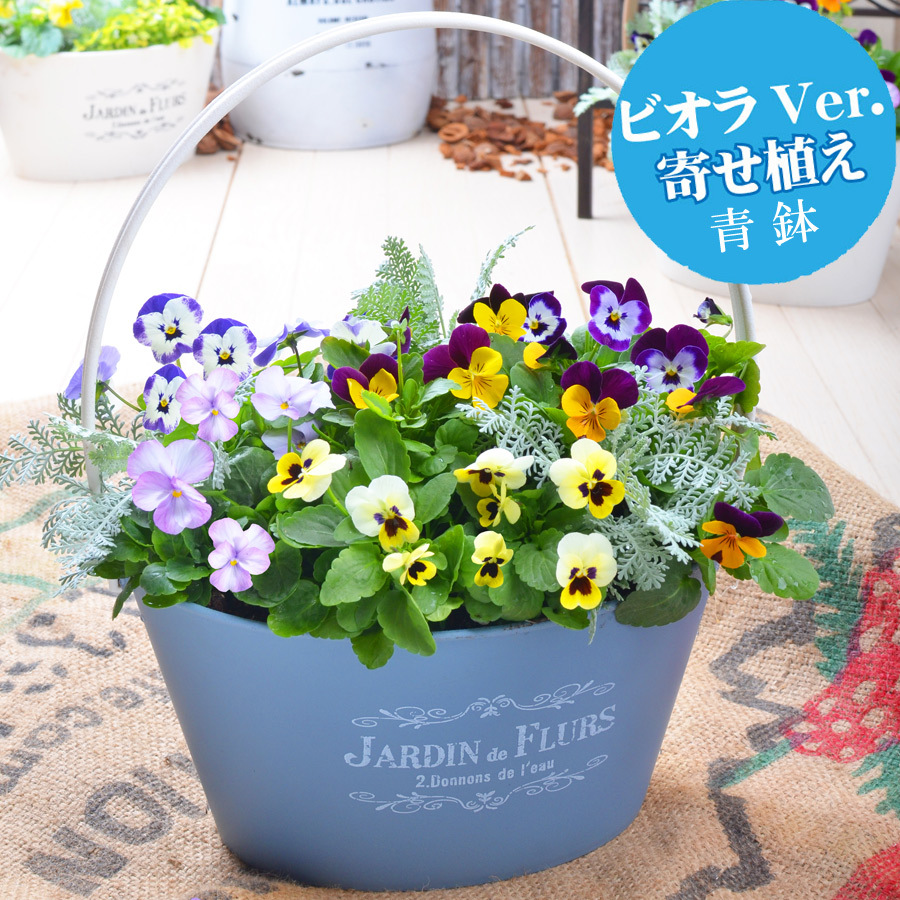 ビオラとムスカリの寄せ植え バスケット 寄せ植え 玄関 店舗前の花