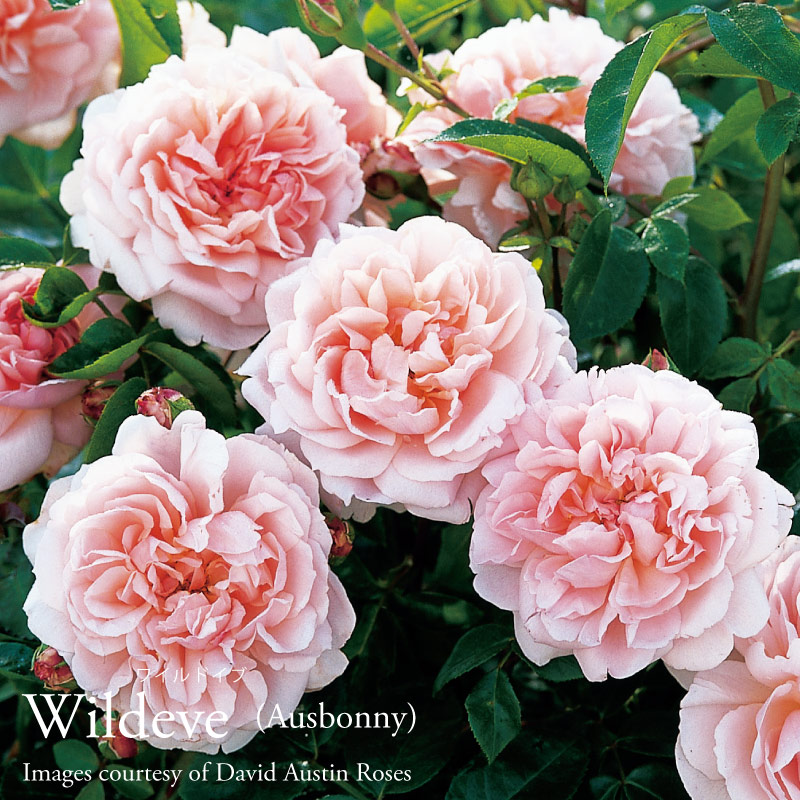 吉本花城園 バラ苗 イングリッシュローズ 大苗 ワイルドイブ ER専用角