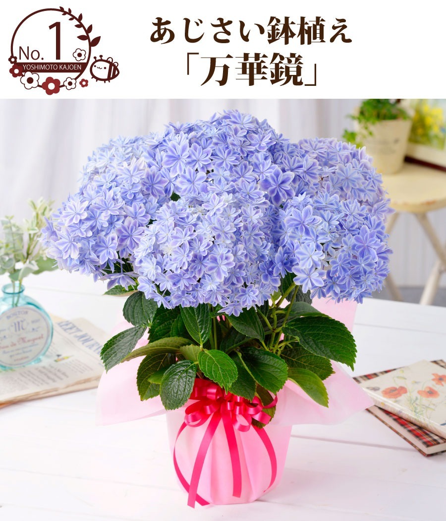 母の日 プレゼント アジサイ 花 ギフト 鉢植え あじさい 紫陽花 万華鏡 ケイコピンク ケイコブルー ピンキーリング パープルリング 銀河 22年 Haha Azisai Fleurtown吉本花城園 通販 Yahoo ショッピング