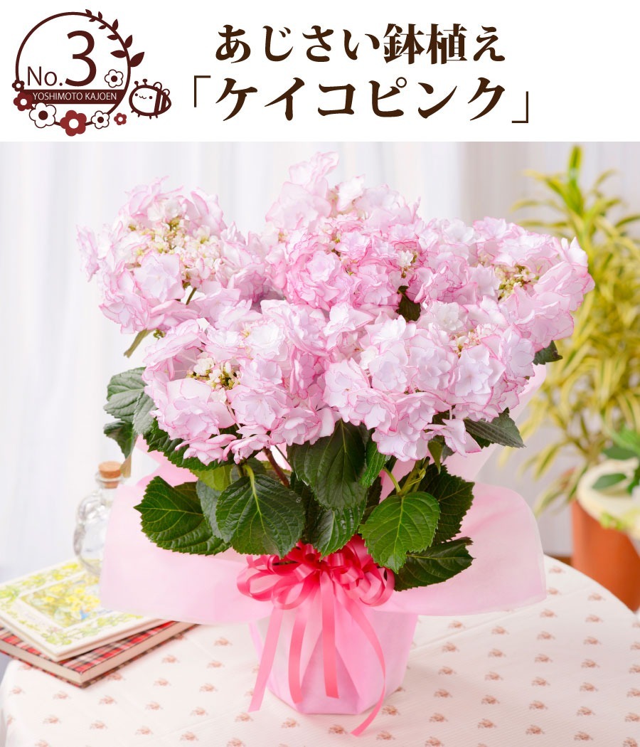 母の日 プレゼント アジサイ 花 ギフト 鉢植え あじさい 紫陽花 万華鏡 ケイコピンク ケイコブルー ピンキーリング パープルリング 銀河 22年 Haha Azisai Fleurtown吉本花城園 通販 Yahoo ショッピング