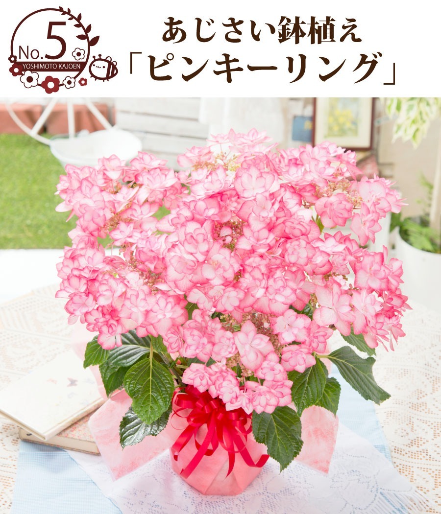 母の日 プレゼント アジサイ 花 ギフト 鉢植え あじさい 紫陽花 万華鏡 ケイコピンク ケイコブルー ピンキーリング パープルリング 銀河 22年 Haha Azisai Fleurtown吉本花城園 通販 Yahoo ショッピング 일본 미국구매대행 직구 4do