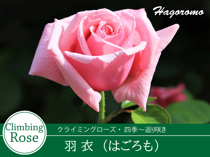 薔薇は 吉本花城園 ≪冬剪定済≫ 2年生バラ苗 羽衣 はごろも （ピンク