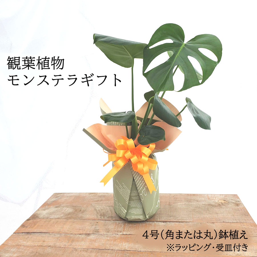 吉本花城園 モンステラ 鉢植え ギフト プレゼント 4号鉢 角鉢または丸 