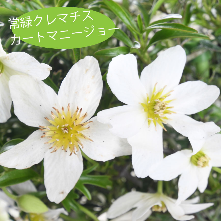 吉本花城園 常緑クレマチス カートマニージョー 5号鉢 あんどん仕立て