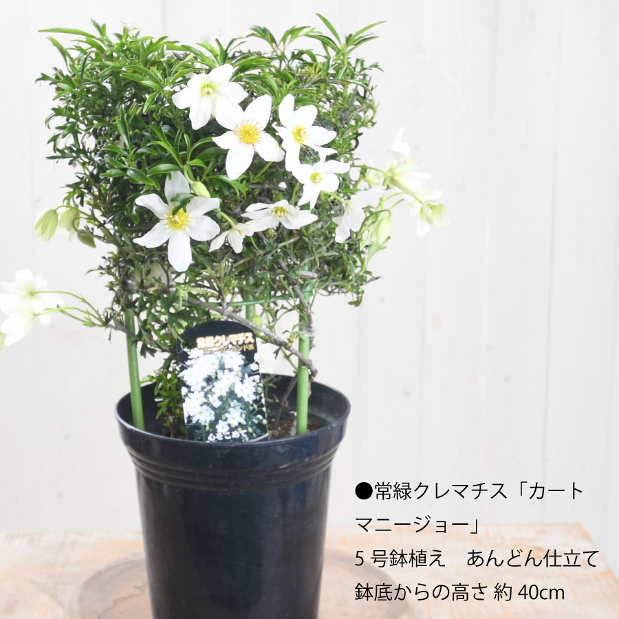 吉本花城園 常緑クレマチス カートマニージョー 5号鉢 あんどん