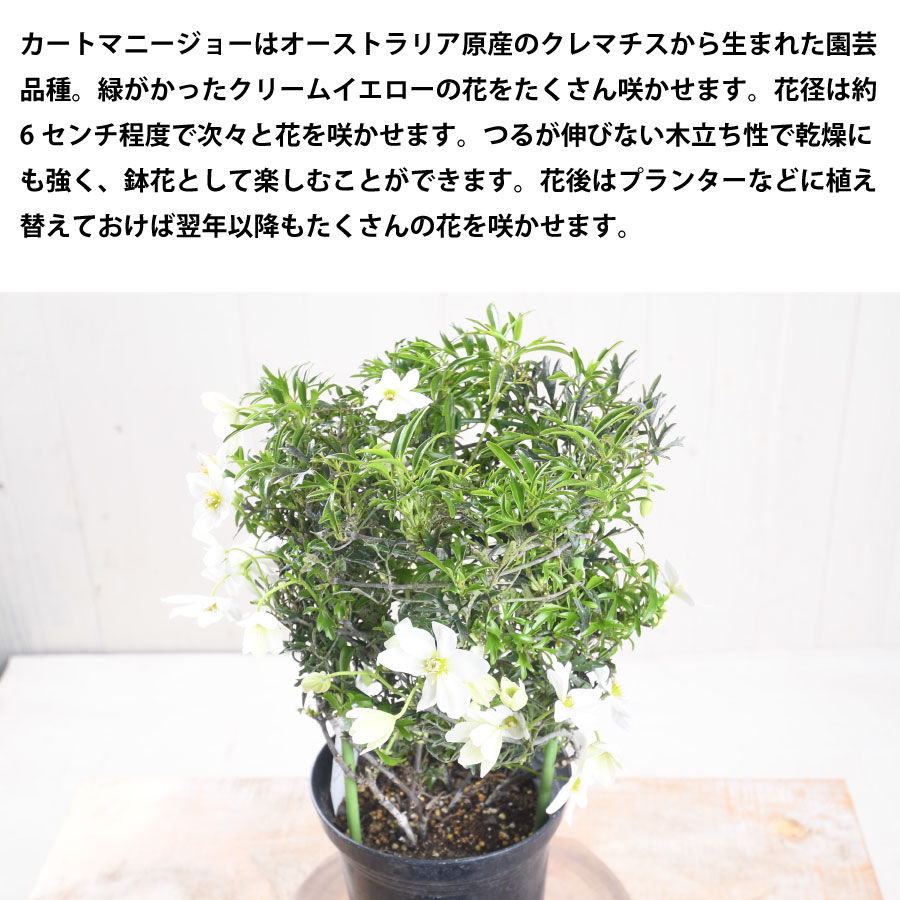 吉本花城園 常緑クレマチス カートマニージョー 5号鉢 あんどん仕立て