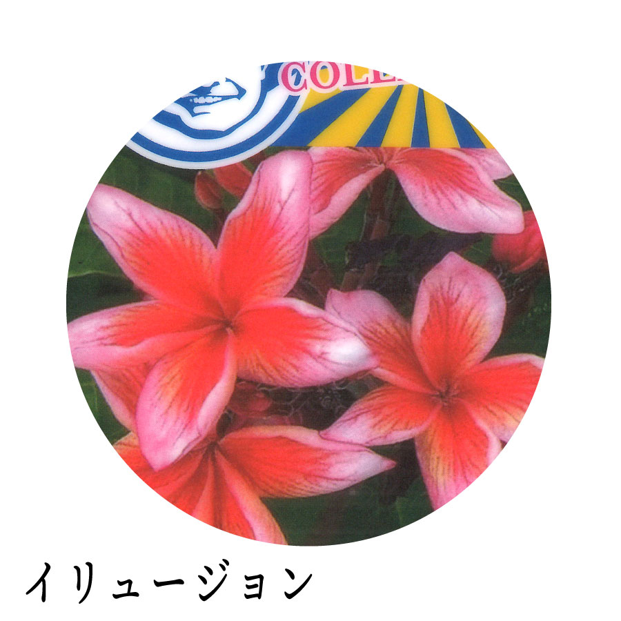 吉本花城園 ジャングルジャックス プルメリア 7号鉢 南国 ハワイ