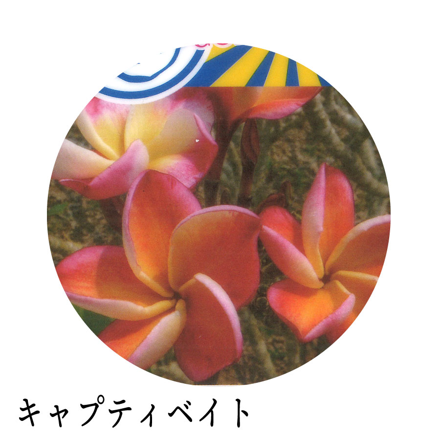 吉本花城園 ジャングルジャックス プルメリア 7号鉢 南国 ハワイ