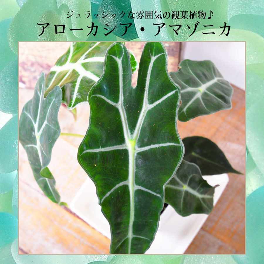 観葉植物 アロカシア アマゾニカ アローカシア 4号ポット 鉢植え 美しい葉を楽しむタイプ : 20green08-31 :  FleurTown吉本花城園 - 通販 - Yahoo!ショッピング