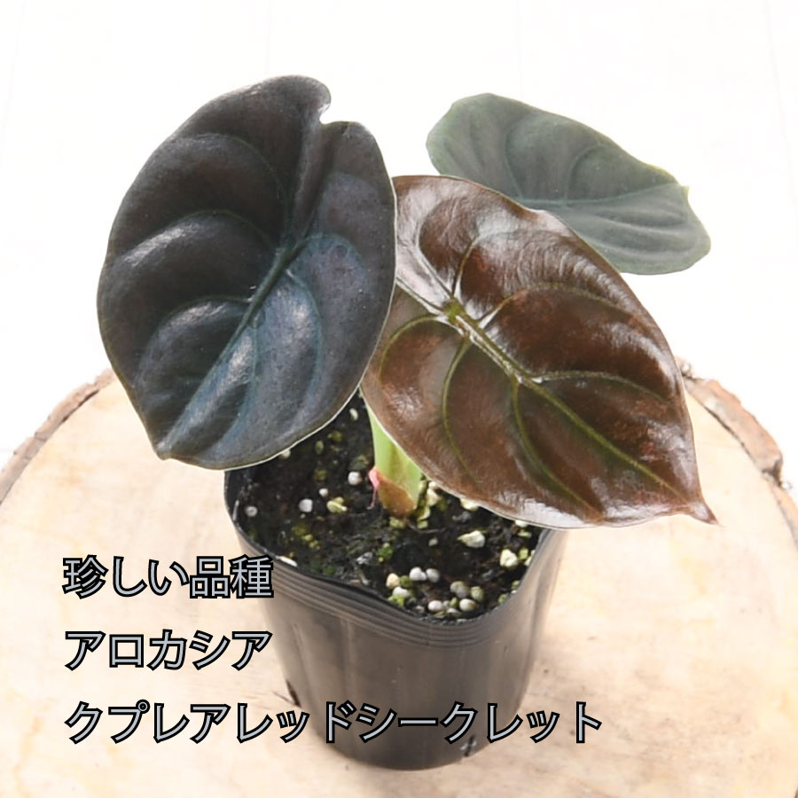 吉本花城園 アロカシア クプレア レッドシークレット 観葉植物 珍しい