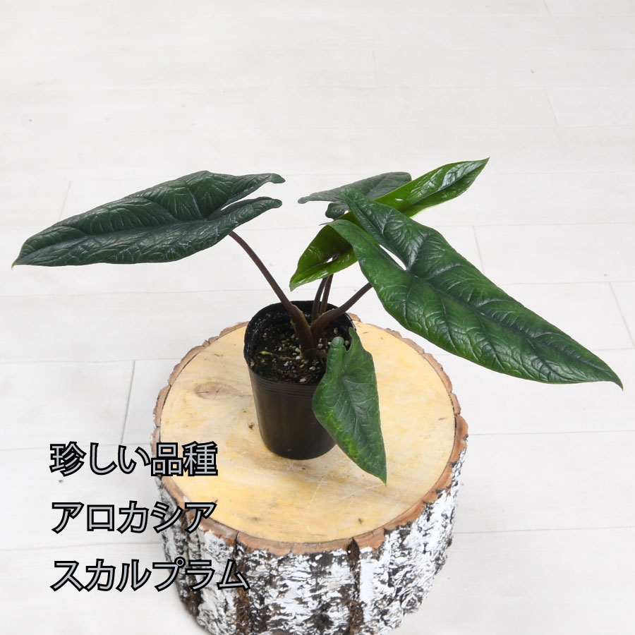 吉本花城園 アロカシア スカルプラム 観葉植物 珍しい品種 希少
