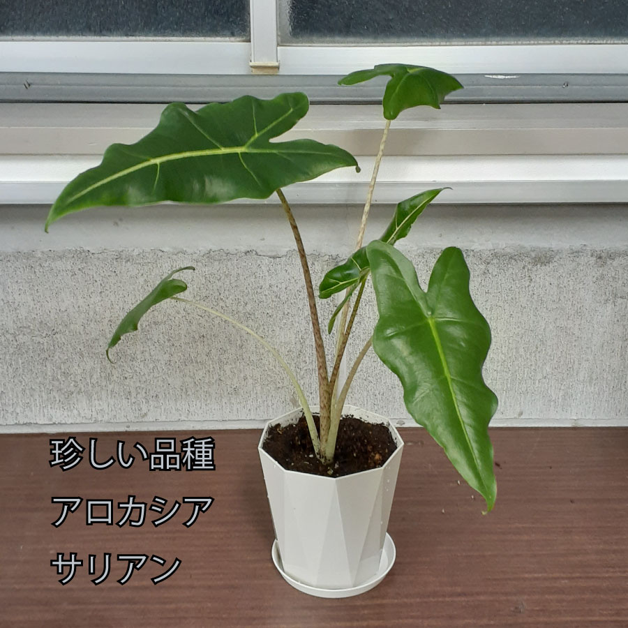 吉本花城園 アロカシア サリアン 観葉植物 珍しい品種 希少 4号