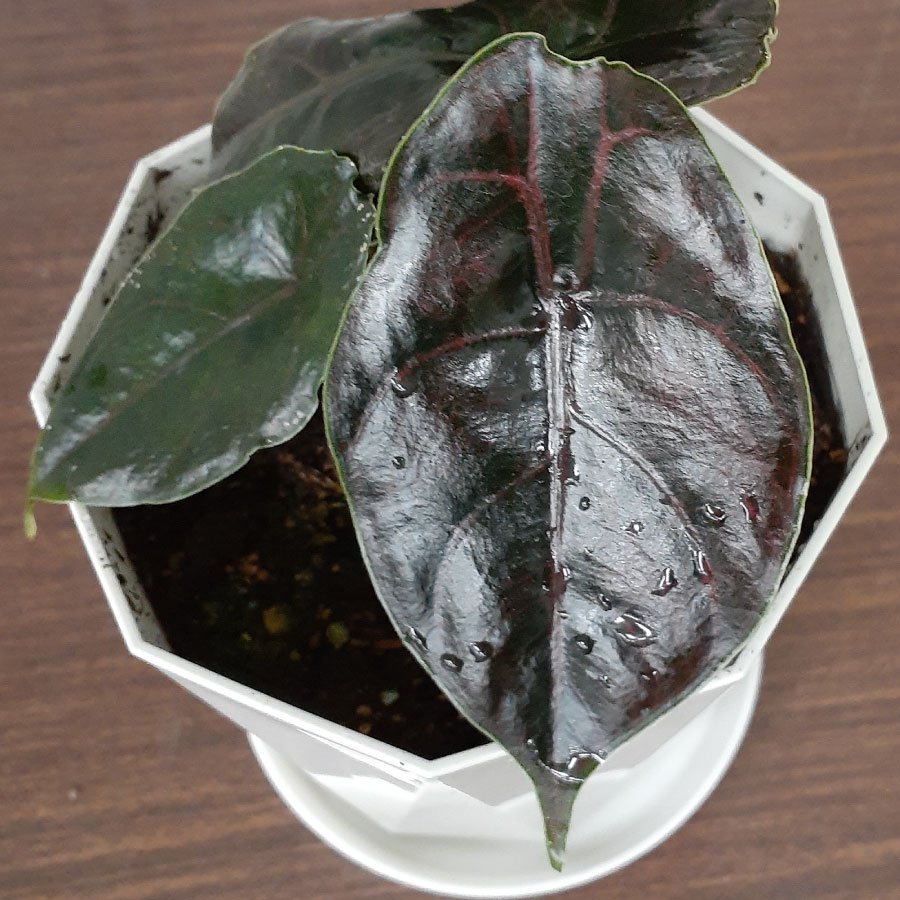 吉本花城園 アロカシア アズラニー 観葉植物 珍しい品種 希少 4号