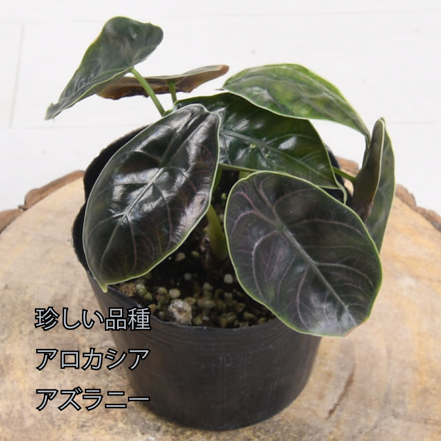 新品　羅本製所robinceramicstudio 広島羅本 牛乳植物 象足騎士 新品 羅本製所robinceramicstudio 広島羅本 牛乳植物 象足騎士