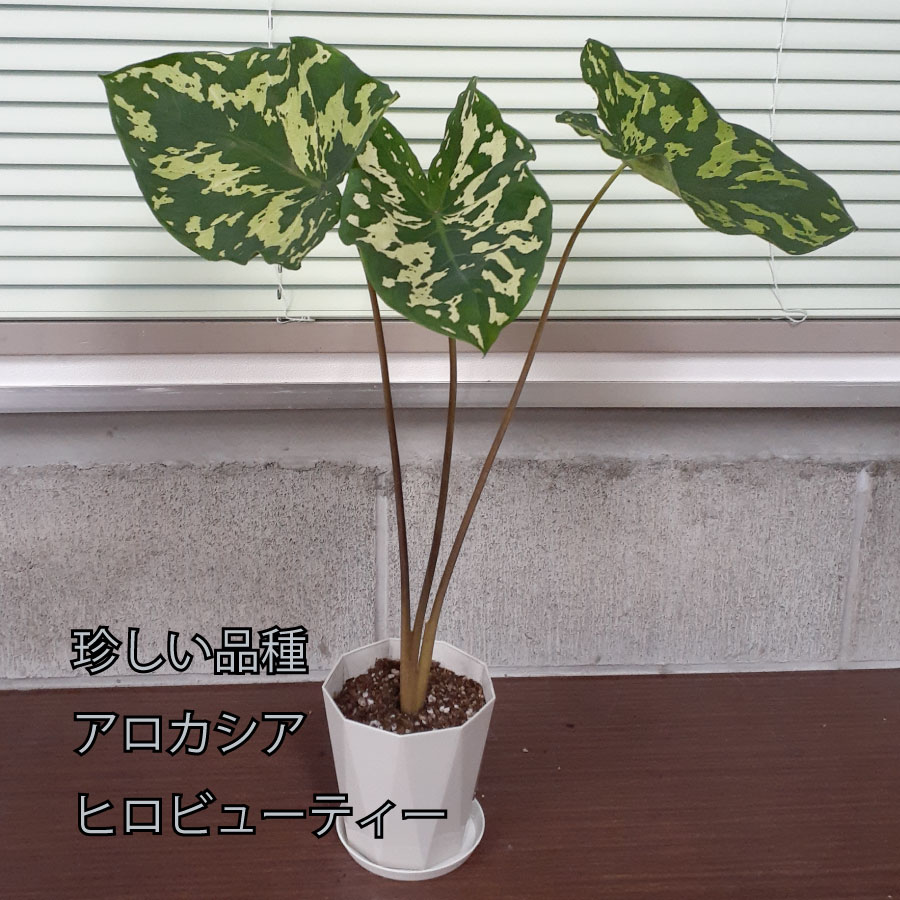 アロカシア ヒロビューティー 斑入り 観葉植物 珍しい品種 希少 4号 鉢植え アローカシア 美しい葉を楽しむタイプ