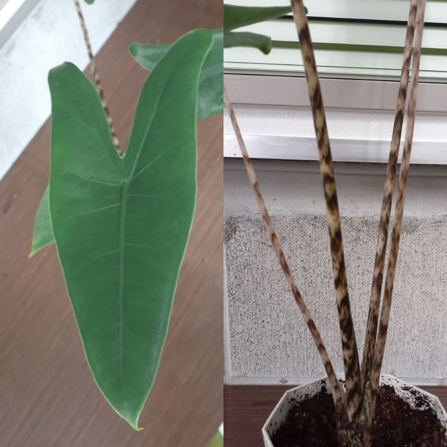 アロカシア 吉本花城園 アロカシア ゼブリナ 観葉植物 珍しい品種 希少 4号 鉢植え