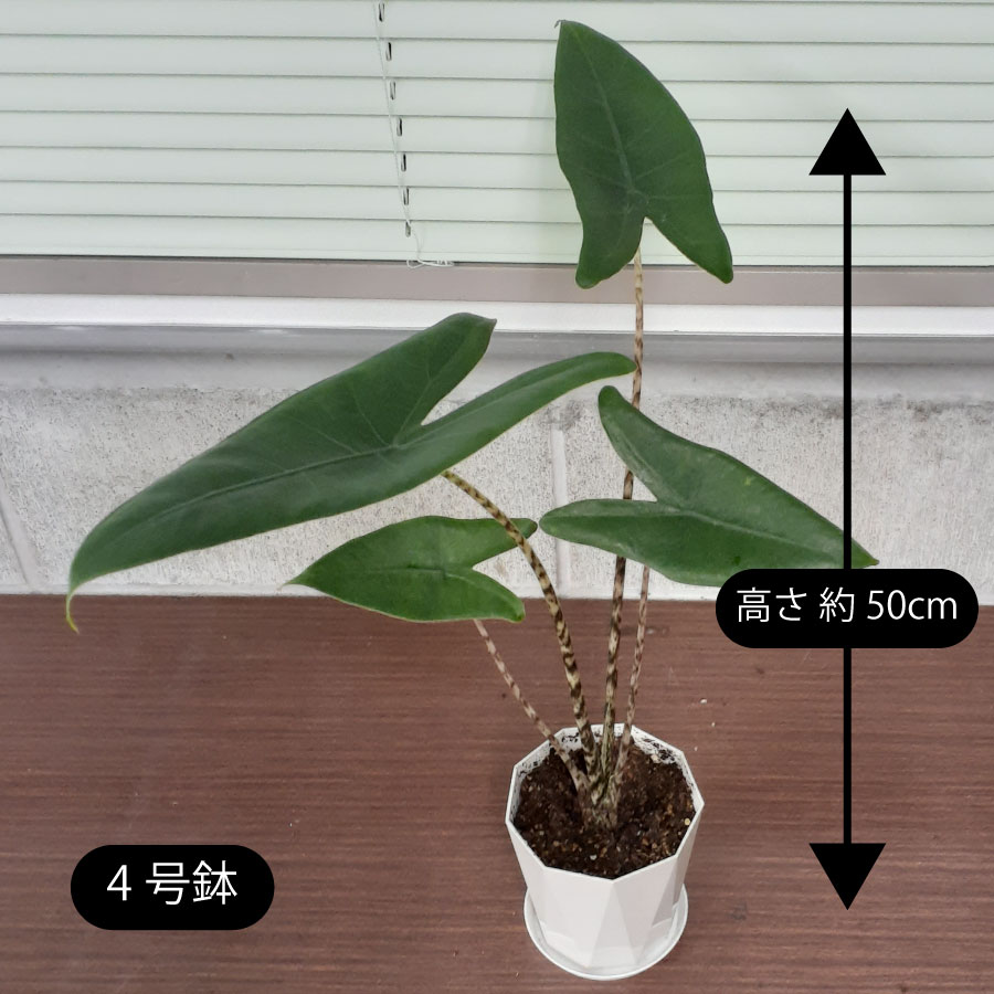 アロカシア ゼブリナ 観葉植物 珍しい品種 希少 4号 鉢植え アローカシア 美しい葉を楽しむタイプ