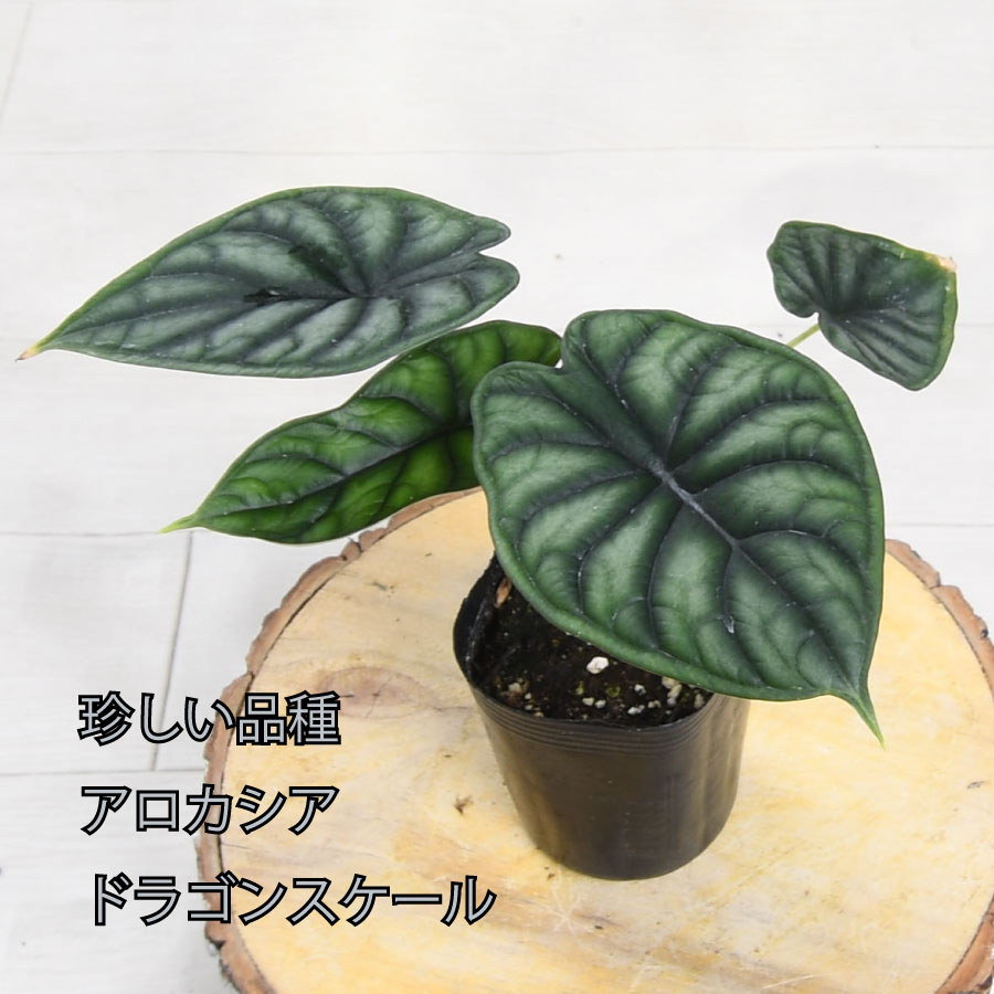 吉本花城園 アロカシア ドラゴンスケール バギンダ 観葉植物 珍しい