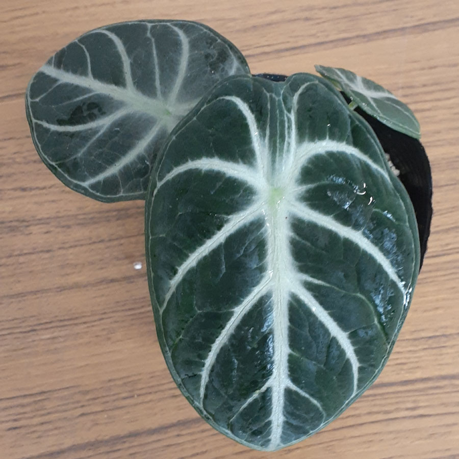 観葉植物 激レア✴︎アロカシア ニンジャ マッチャラテ✴︎ポットごと速達