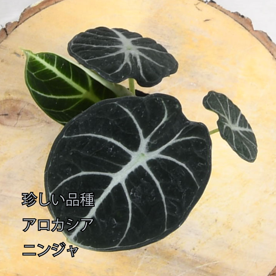吉本花城園 アロカシア ニンジャ 観葉植物 珍しい品種 希少 3号ポット