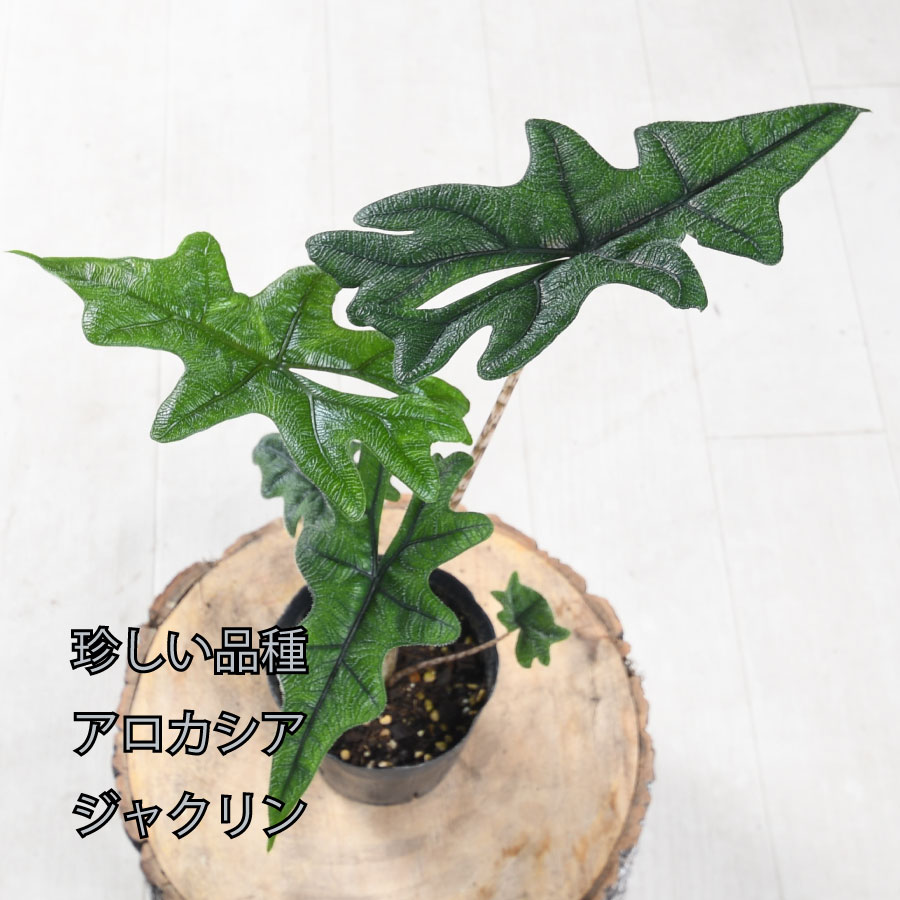 吉本花城園 アロカシア ジャクリン ジャックリン 観葉植物 珍しい品種