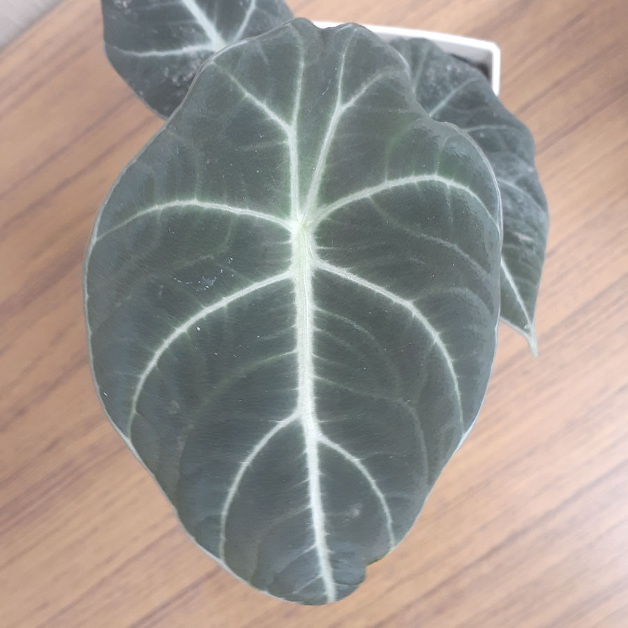 吉本花城園 アロカシア ブラックベルベット 観葉植物 珍しい品種