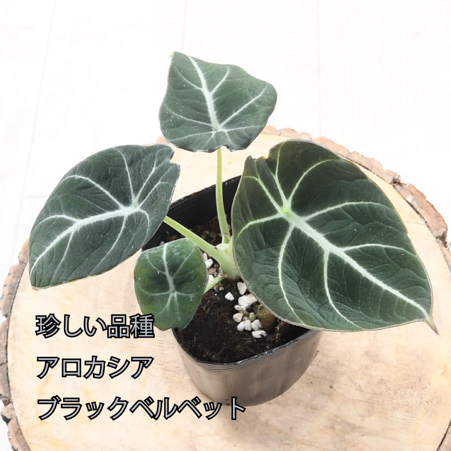 吉本花城園 アロカシア ブラックベルベット 観葉植物 珍しい品種 希少