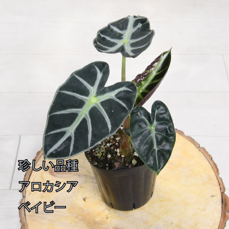 吉本花城園 アロカシア ハートバルーン ベイビー 観葉植物 珍しい品種