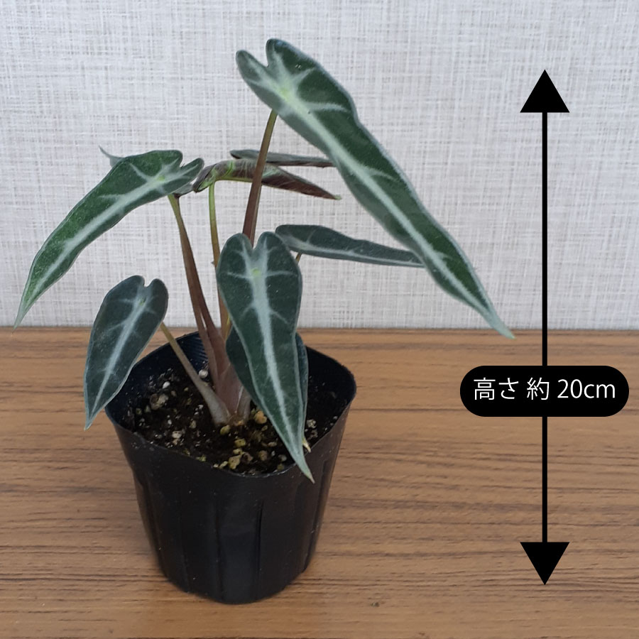 吉本花城園 アロカシア バンビーノ 観葉植物 珍しい品種 希少 3号