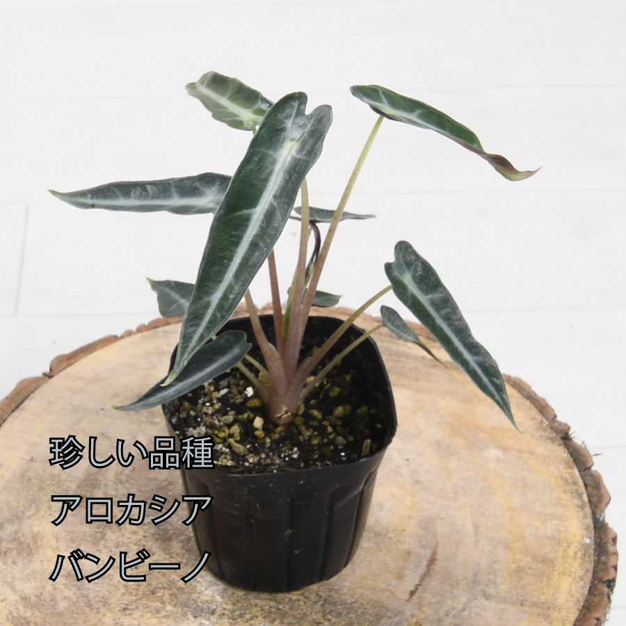 吉本花城園 アロカシア バンビーノ 観葉植物 珍しい品種 希少 3号