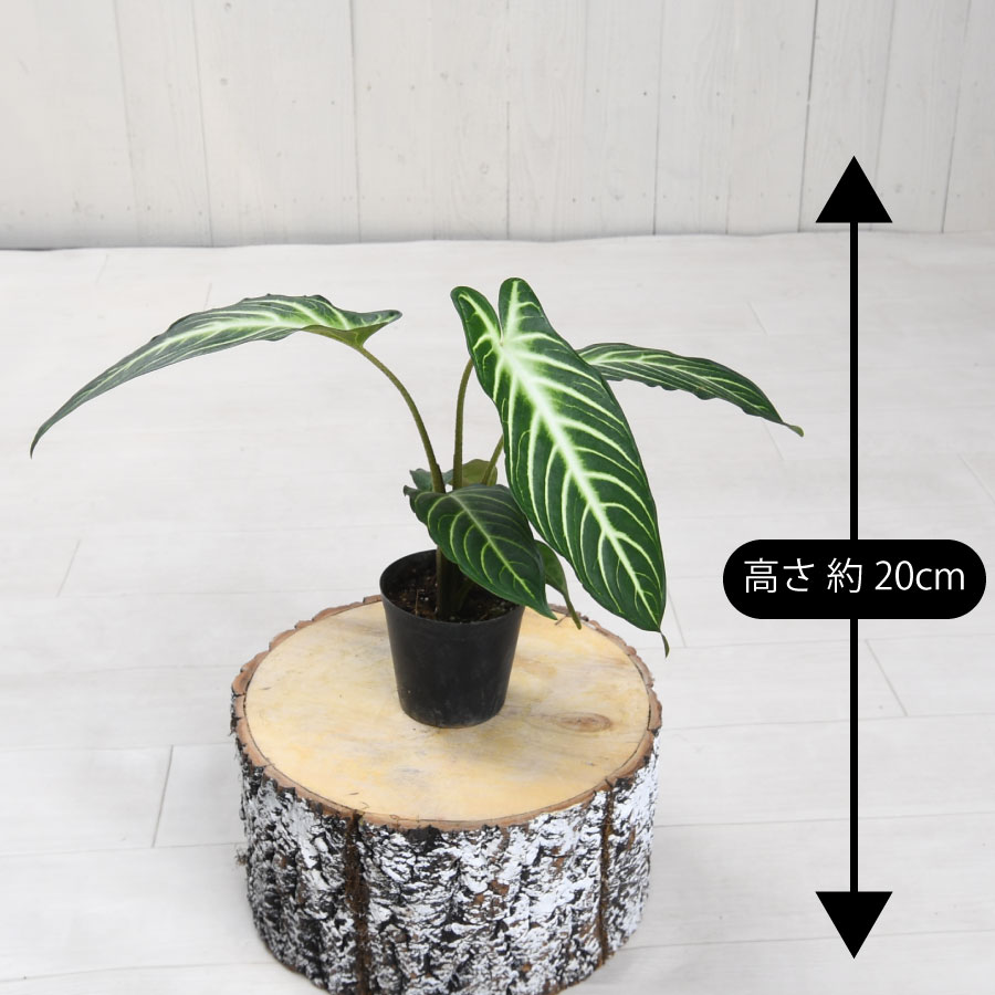 吉本花城園 アロカシア キサントソーマ リンデニー 観葉植物 珍しい