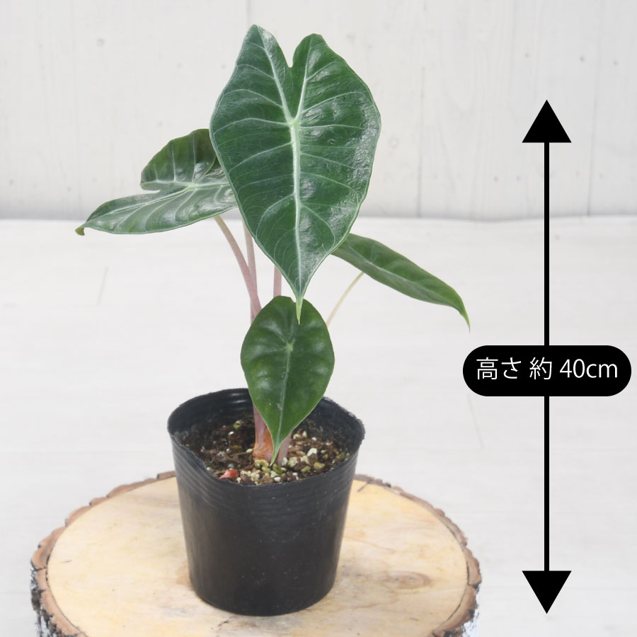 吉本花城園 【レア品種】アロカシア ナイロビナイツ 観葉植物 珍しい